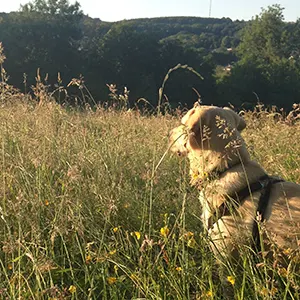 dog in field